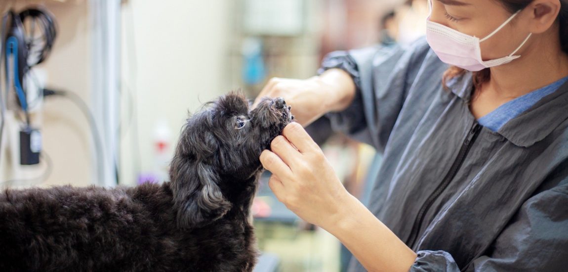 Mercado Pet expande na pandemia com novidades no setor